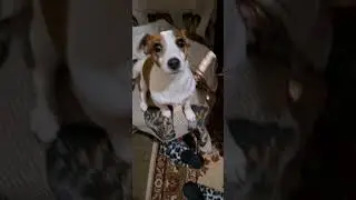 маму встречает❤️ #сонечка #собака #dog #dog #jackrussel