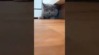 #subscribe #like #amy #cat #cutebaby #cute #teamamy #babiescute #funny #britishshorthair