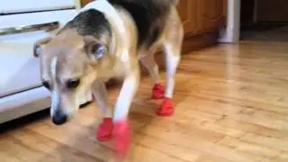 Pepper Tries Dog Boots