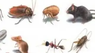 Eary Termite & Pest Services  Termites in Pasadena CA