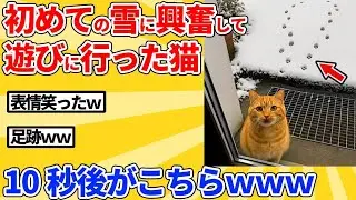 【2ch動物スレ】初めて見る雪に興奮して外に出た猫→10秒後がこちらｗｗｗｗｗ