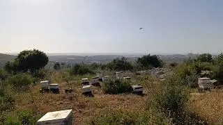 ترتيب اطارات خلية النحل يجب أن يكون بانتظام لمساعدة وتنشيط الملكه على وضع البيض