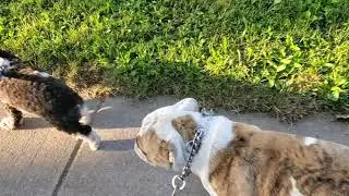 Jagger Albert and Bella walk on the leash very well together