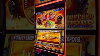 time for a Buffalo Gold coin bonus! #slots #casino #gambling #lasvegas