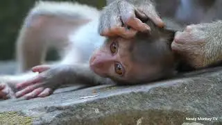 Little baby Nori hope Rainbow will let her milk when she is full, Libby love Nori like baby Rainbow