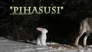 Pihassani y&ouml;ll&auml; ulvonut salaper&auml;inen pihasusi yll&auml;tti