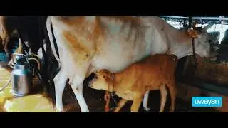 One Calf Drinking Milk from Two Cows