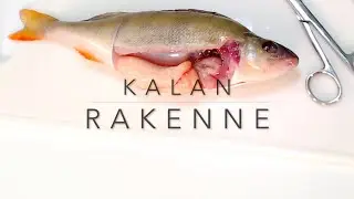 Kalan rakenne