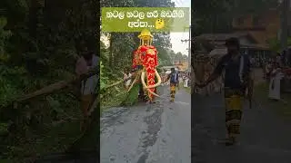 අනේ අයියේ මටත් හොඳටම බඩගිනි පොඩ්ඩක් ඉන්න #viralvideo #elephant #animals #foryou #2026