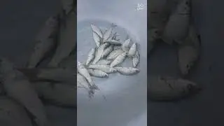 Fish farming in our Farmhouse.... The essence of village life !!!