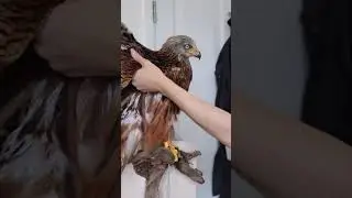 Taxidermy process: Red Kite