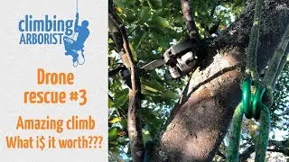 Drone rescue #3 - An awesome tree & some easy $$$