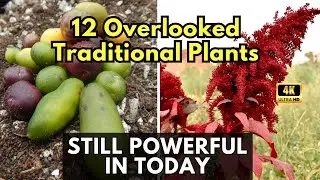 12 Overlooked Traditional Plants That Still Matter for Daily Nutrition That Are Still Powerful Today