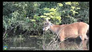 #amazing  close-up with the Marsh #deer (Le Cerf des marais)