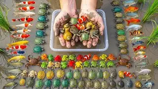 Unbelievable Rice Field Discovery! Tiny Colorful Creatures Found in Mud 🌾🐢🦀🐠&rdquo;