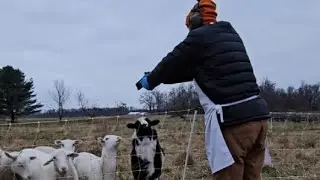 Processing our first Lamb on Our Homestead!