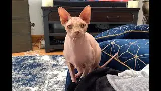 Hairless Cat Talking Unbelievably Cute