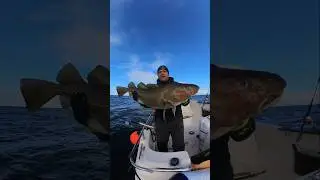 Skrei fishing @senja_camp_polska #fishing #fishingtrip #fishinginnorway #fishingvideo # #norway