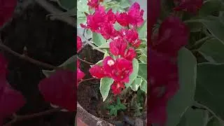എന്റെ മുറ്റത്തെ ബോഗൈൻവില്ലയും പൂത്തു. കൂടെ എന്റെ സ്വപ്നവും.