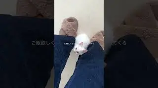 ご飯欲しくなったらめっちゃ擦り寄ってくる仔猫が尊い#shorts #cat #子ネコ #ねこ #ねこのいる生活