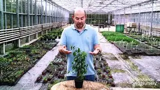 Ficus Benjamin house plant - Newlands Nursery