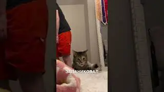 Паникёры 😂 #истории #история #новости #новость #shorts