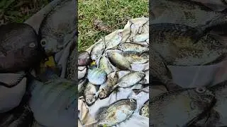 perdana mancing baronang dan ini hasilnya #mancingbaronang #mancingbaronangumpanlumut #baronang