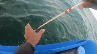 Peixes era tão bruto que difícil tirar da água 