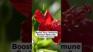 Boost Your Immune System Naturally with Hibiscus | FitBuzz