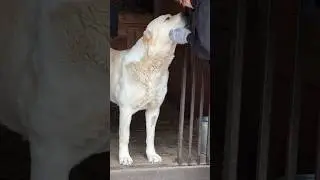 ПАПИНА ДОЧА - БАНДА САО АЛАБАЙ