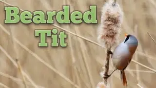 Bearded Tit