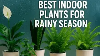 8 Essential Plants to FRESHEN Up Your Tiny Home on Rainy Days