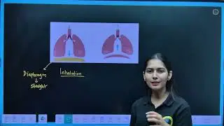 14. Which of the following statement (s) is (are) true about respiration?(i) During inhalation, ribs