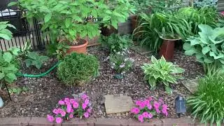 BIG GARDEN TINY YARD//End of May tour 2023//Front garden #gardening #gardeningvideos #flower