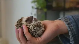 Hedgehog caf&eacute; opens in Tokyo to show their softer side