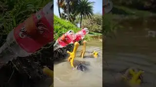 chicken Legs Fishing Trap. #fish #fishing