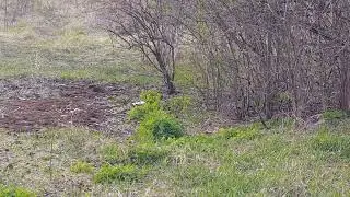 Амурская Дикая Кошка - У своего Логова. // Amur wild cat at its den. #алексаас