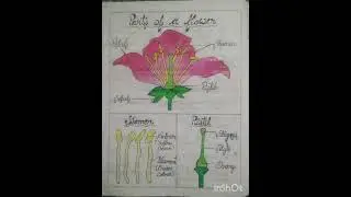 Diagram of Parts of a Flower with Label l
