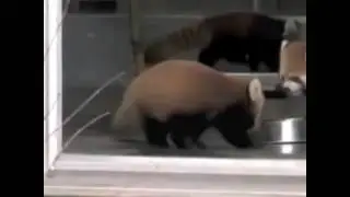 Red pandas get scared easily :/