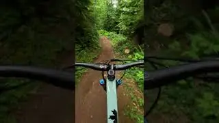 Flow state through the forest!