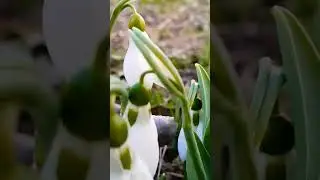 The First Signs of Spring, Look Adorable 🤩 - dancing in the winter wind's breeze.  #snowdrop