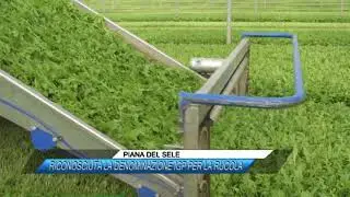 PIANA DEL SELE, RICONOSCIUTA LA DENOMINAZIONE IGP PER LA RUCOLA