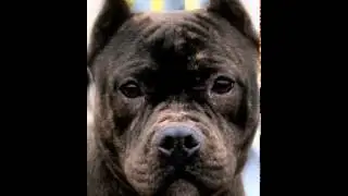 Lucky Dog Animal Rescue's Back in Black Event