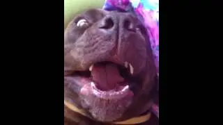 Dylan the Cane Corso 2