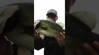 5 pounder 🎣  #fishing #bass #fishinglife #spring