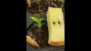 Seed to Apple: success! (Inquiry Part 4)