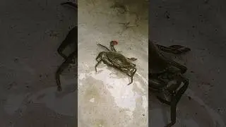 kakra । kangra #shorts #crab #kakra #kangra