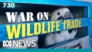 Inside the fight to stop the global trafficking of Australian wildlife | 7.30