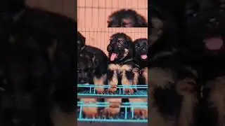 top quality Dogs 🐕🐕 puppy