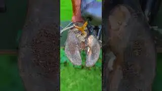 Horseshoe Cleaning Process